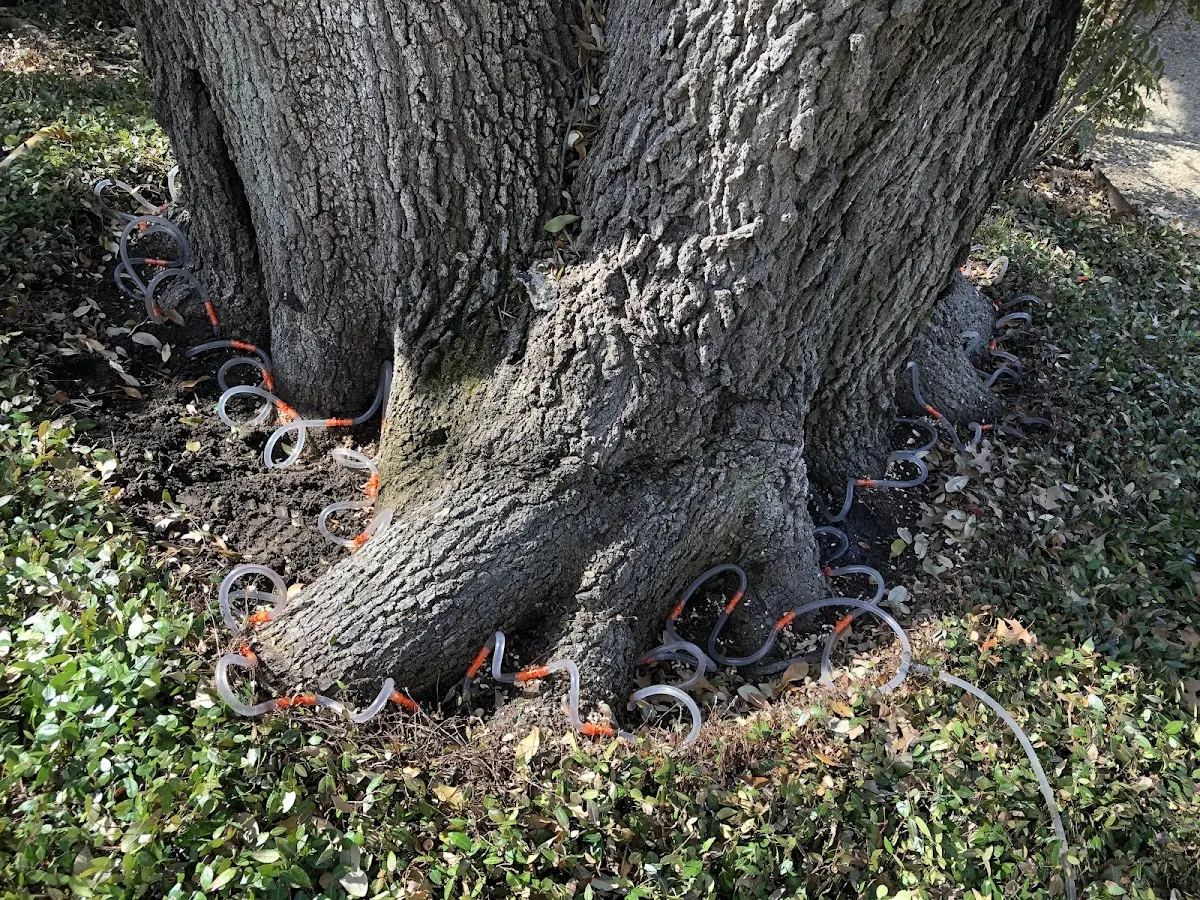 Detailed Tree Cabling and Bracing job site in Crystal Lake