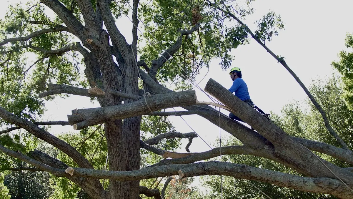 Professional Hazardous Tree Removal performed by certified arborists in Crystal Lake