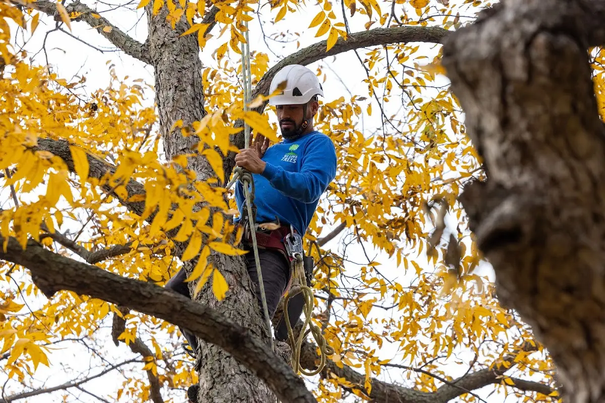 Skilled Tree Pruning crew working in Crystal Lake