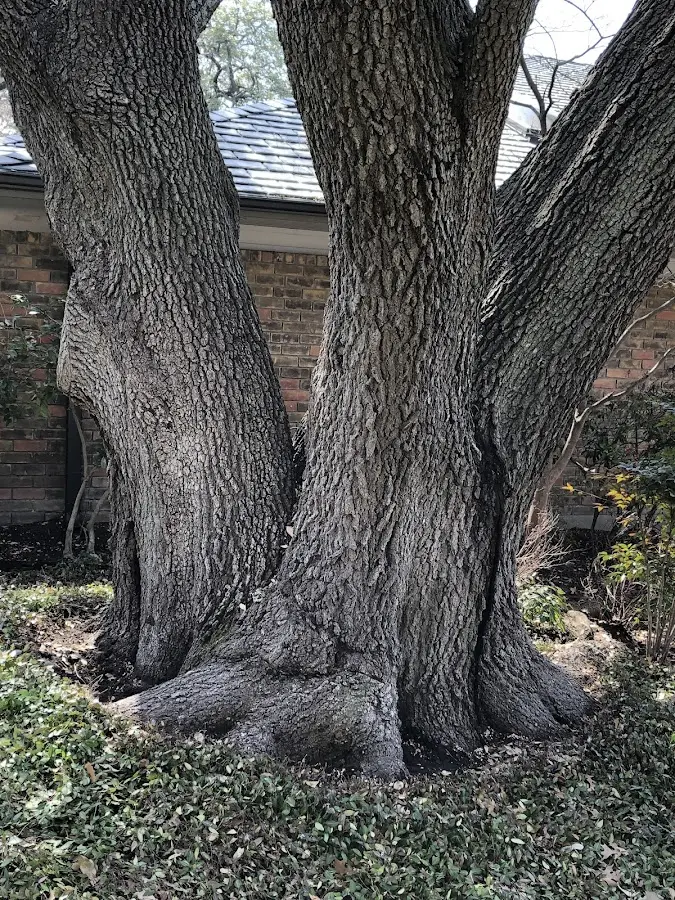 Mature heritage tree close to a Crystal Lake property cared for by certified arborists